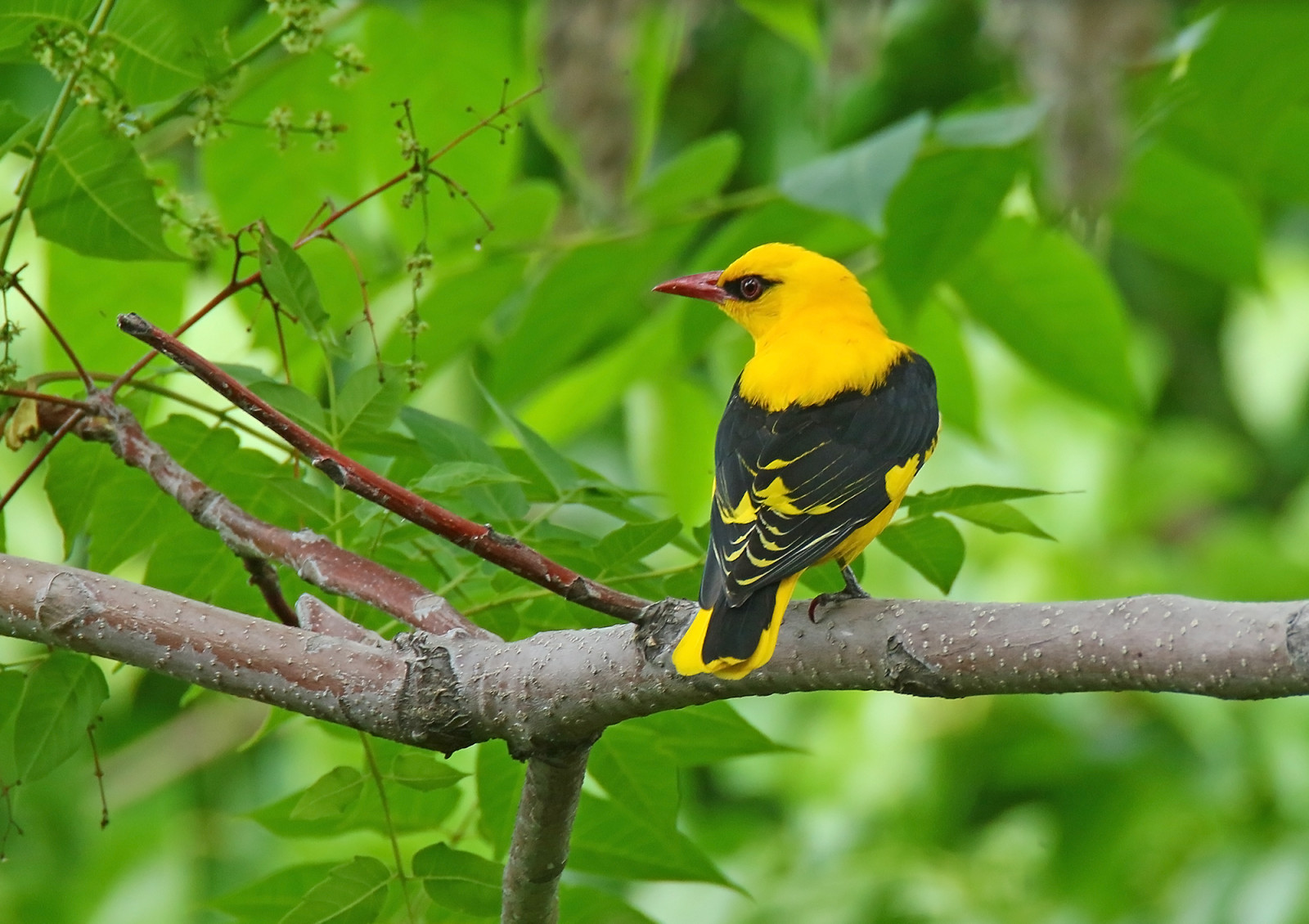 image Indian Golden Oriole